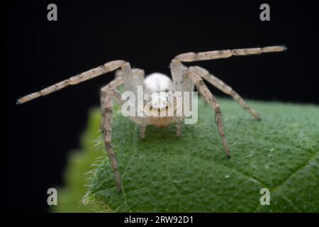 Spinnen in freier Wildbahn, Nordchina Stockfoto