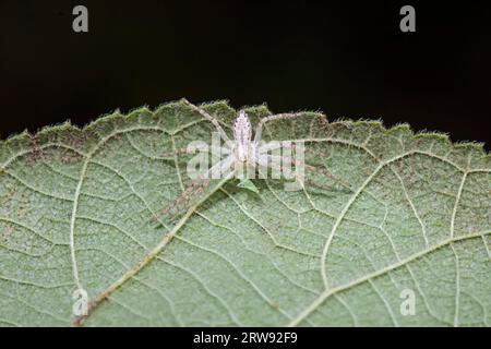 Spinnen in freier Wildbahn, Nordchina Stockfoto