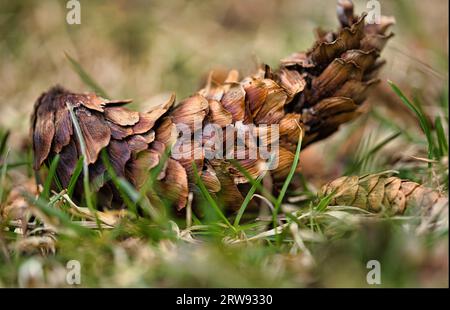 In der ruhigen Stille eines Herbstnachmittags, ausgebreitet unter einem gedämpften, bewölkten Himmel, lag eine Palette abstrakter toter Blätter. Stockfoto