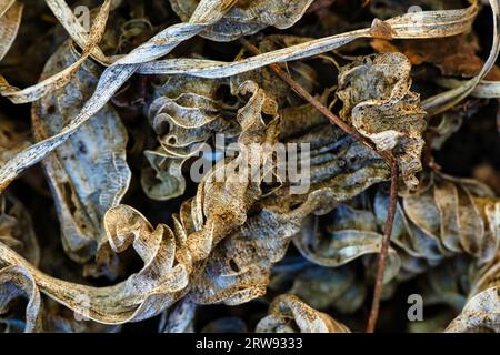 In der ruhigen Stille eines Herbstnachmittags, ausgebreitet unter einem gedämpften, bewölkten Himmel, lag eine Palette abstrakter toter Blätter. Stockfoto