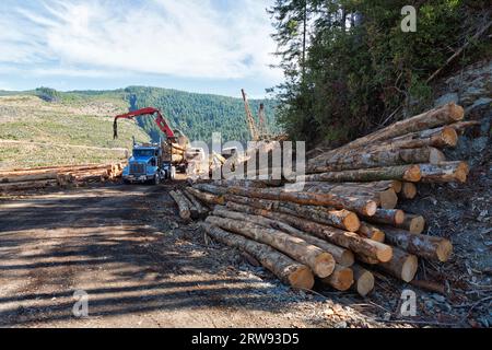 Kenworth Truck, Fahrer sichert beladene Douglas Fir „Pseudotsuga menziesii“-Stämme für den Transport. Stockfoto