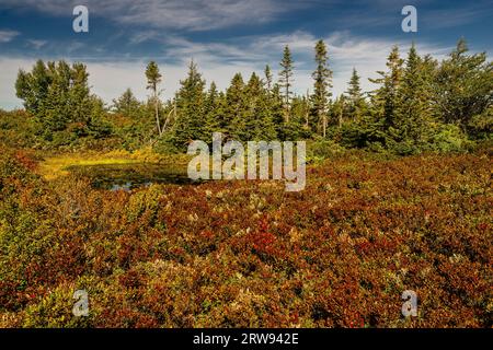 Miscou Island interpretierende Moor Boardwalk Miscou, New Brunswick, CA Stockfoto