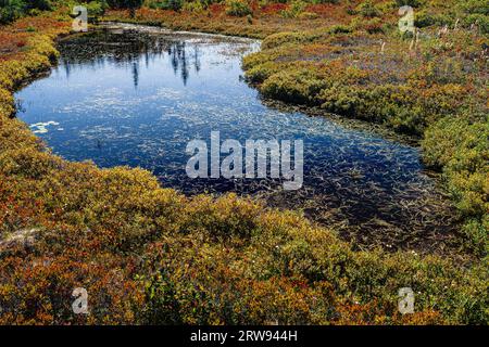 Miscou Island interpretierende Moor Boardwalk Miscou, New Brunswick, CA Stockfoto