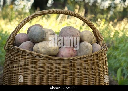 Frisch gegrabene, mehrfarbige Kartoffeln variieren in der Größe und die Kolore sind mit Boden in Korb bedeckt. Rustikales Ambiente im Freien Stockfoto