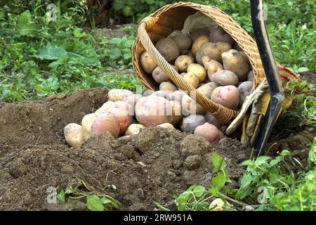 Frisch gegrabene, mehrfarbige Kartoffeln variieren in Größe und Farbe und sind mit Boden in Korb bedeckt. Rustikales Ambiente im Freien Stockfoto