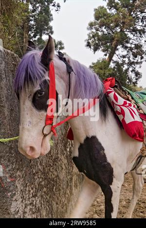 04.15.2023. Mirik, West bengalen, Indien Pferd vorbereitet für die Fahrt von Touristen in der Stadt Mirik Hügel Stockfoto