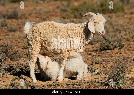 Ein junges Angora-Ziegenkind säuert Milch von seiner Mutter auf einem ländlichen Bauernhof in Südafrika Stockfoto