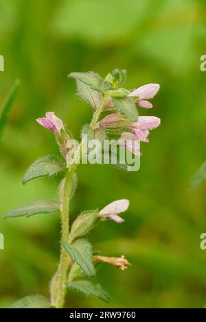 Nahaufnahme einer hellrosa blühenden roten bartsia parasitischen Wildblume, Odontites vernus Stockfoto