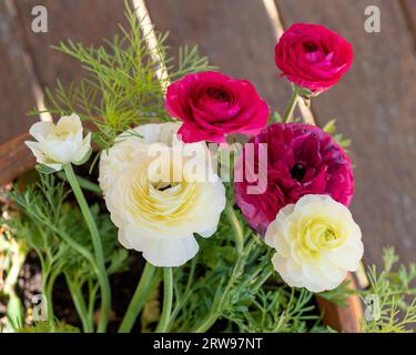 Dunkelrosa und weiße Ranunculus- oder Buttercup-Blüten, die in einem Topf in einem australischen Garten blühen und wachsen Stockfoto