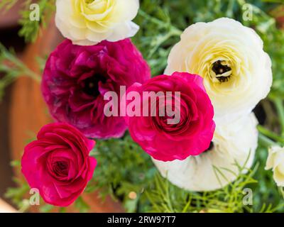 Dunkelrosa und weiße Ranunculus- oder Buttercup-Blüten, die in einem Topf in einem australischen Garten blühen und wachsen Stockfoto