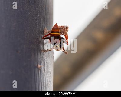 Papier Wasp ist hart am Bau seines Nestes Stockfoto