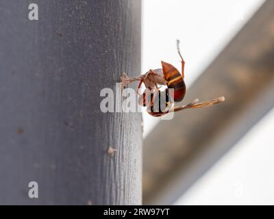 Papier Wasp ist hart am Bau seines Nestes Stockfoto