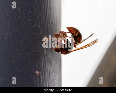 Papier Wasp ist hart am Bau seines Nestes Stockfoto