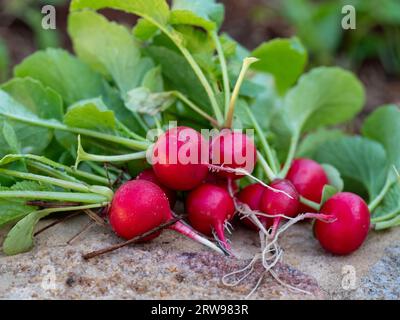 Ein Haufen leuchtender roter Cherry Belle Radieschen mit grünen Spitzen, die frisch aus dem Gemüseboden gezogen wurden, in dem sie angebaut wurden Stockfoto