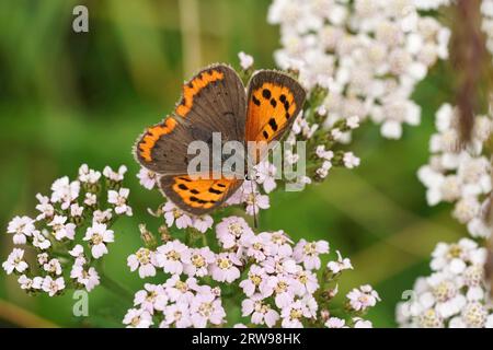 Nahaufnahme auf dem kleinen orangen gemeinen Kupferfalter Lycaena phlaeas, der auf einer weißen Achillea millefolium-Blume sitzt Stockfoto