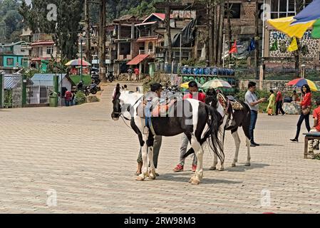 04.15.2023. Mirik, westbengalen, Indien Pferde, die von ihren Besitzern für den Ritt vorbereitet wurden Stockfoto