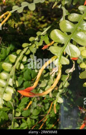 Fischgrätenkaktus, Flikig bladkaktus (Disocactus anguliger) Stockfoto