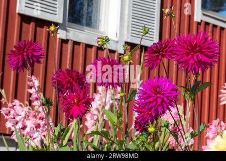 „Ambition“ Kaktusdahlia (Dahlia x hortensis) Stockfoto