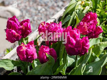 'Blue Parrot' Papagei Tulpe, Papegoya Tulpan (Tulipa gesneriana) Stockfoto