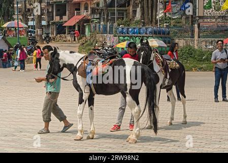 04.15.2023. Mirik, westbengalen, Indien Pferde, die von ihren Besitzern für den Ritt vorbereitet wurden Stockfoto