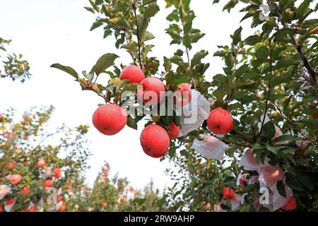 Reife rote Fuji-Äpfel auf Zweigen, Nordchina Stockfoto