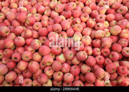 In einem Obstgarten in Nordchina gibt es Apfelstapel Stockfoto