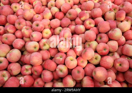 In einem Obstgarten in Nordchina gibt es Apfelstapel Stockfoto