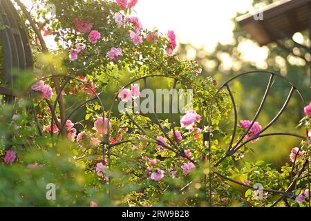 Kletterrose über altem offenen Tor. Wunderschöne Sommerrosen blühen im Dorf. Großer hängender Rosenstrauch über dem Eingangstor aus Metall. Stockfoto