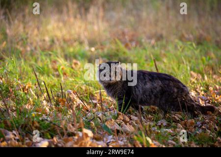 Verwilderte, schmutzige, zottige Tabby-Katze auf Herbstlaub, bedeckt mit Boden Stockfoto