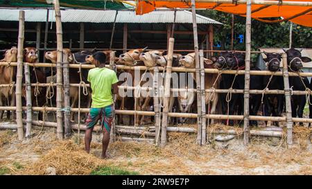 Kuhmarkt 4k Foto aus Ruhitpur, Bangladesch am 5. September 2022 Stockfoto