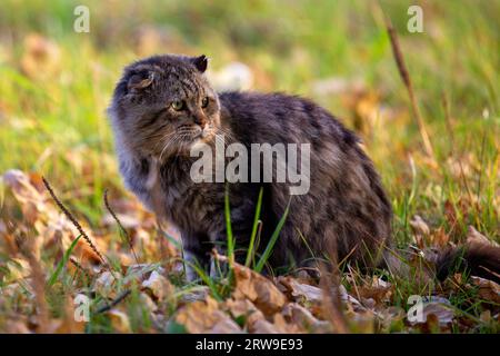 Verwilderte, schmutzige, zottige Tabby-Katze auf Herbstlaub, bedeckt mit Boden Stockfoto