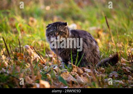 Verwilderte, schmutzige, zottige Tabby-Katze auf Herbstlaub, bedeckt mit Boden Stockfoto