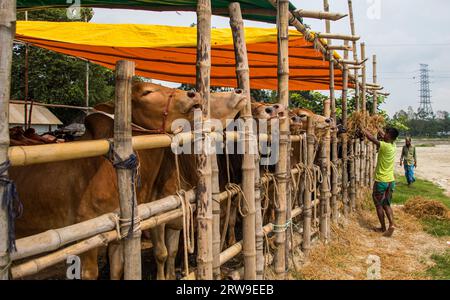 Kuhmarkt 4k Foto aus Ruhitpur, Bangladesch am 5. September 2022 Stockfoto