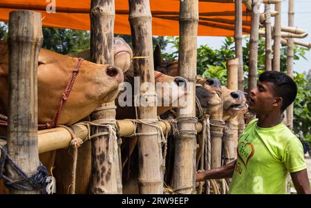 Kuhmarkt 4k Foto aus Ruhitpur, Bangladesch am 5. September 2022 Stockfoto