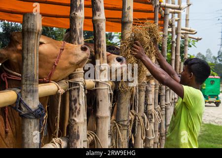 Kuhmarkt 4k Foto aus Ruhitpur, Bangladesch am 5. September 2022 Stockfoto