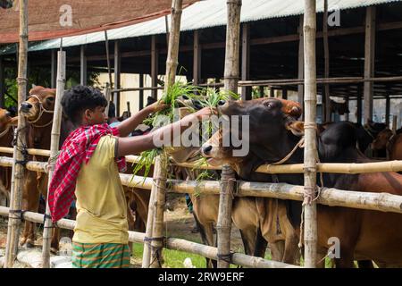 Kuhmarkt 4k Foto aus Ruhitpur, Bangladesch am 5. September 2022 Stockfoto