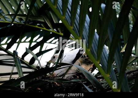 Eine Rattentaube, die hoch in einer Palme, fern von Raubtieren, nistet. Stockfoto