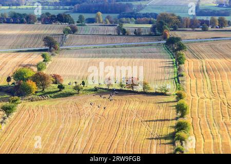 Schar von Kranichen fliegen über Landschaft Stockfoto