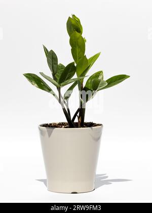 Zimmerpflanze in einem Blumentopf, isoliert auf weißem Hintergrund. Zamioculcas, Zanzibar GEM, ZZ Pflanze, Zuzu Pflanze, Araoidpalme, Ewigkeitspflanze, smaragdgrüner Kumpel Stockfoto