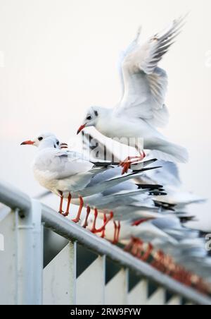 Hamburg, Deutschland. September 2023. Möwen sitzen am frühen Morgen auf dem Geländer einer Anlegestelle im Hafen. Quelle: Christian Charisius/dpa/Alamy Live News Stockfoto