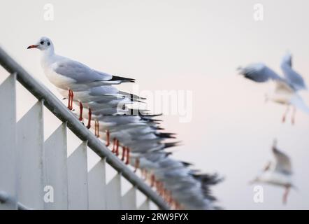 Hamburg, Deutschland. September 2023. Möwen sitzen am frühen Morgen auf dem Geländer einer Anlegestelle im Hafen. Quelle: Christian Charisius/dpa/Alamy Live News Stockfoto