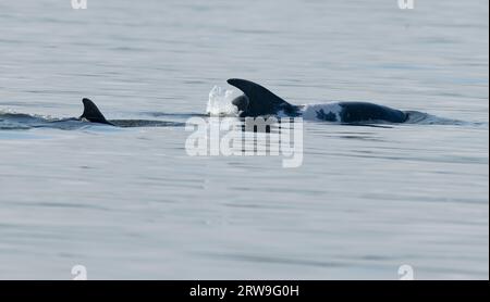 „Spritle“ ein berühmter wilder großer Tümmler (Tursiops truncatus) mit ihrem Kalb in Chanonry Point, Schottland Stockfoto