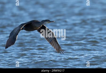 Ein Cormorant (Phalacrocorax carbo) im Flug über das Meer, Schottland Stockfoto