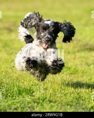 English Cocker Spaniel Spaß weg von der Leitung, Warwickshire Stockfoto