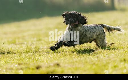 English Cocker Spaniel Spaß weg von der Leitung, Warwickshire Stockfoto