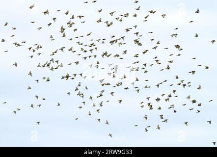 Eine bunte Schar von Goldfinken (Carduelis carduelis) zieht in Cornwall in den Himmel Stockfoto