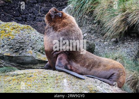 Großer südamerikanischer Seelöwenmännchen (Otaria flavescens), Francisco Coloane Marine Park, Naturschutzgebiet für wissenschaftliche Forschung, Patagonien Stockfoto