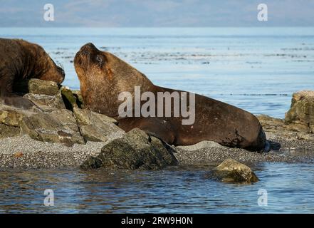 Großer südamerikanischer Seelöwenmännchen (Otaria flavescens), Francisco Coloane Marine Park, Naturschutzgebiet für wissenschaftliche Forschung, Patagonien Stockfoto