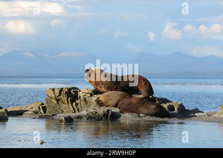 Großer südamerikanischer Seelöwenmännchen (Otaria flavescens), Francisco Coloane Marine Park, Naturschutzgebiet für wissenschaftliche Forschung, Patagonien Stockfoto