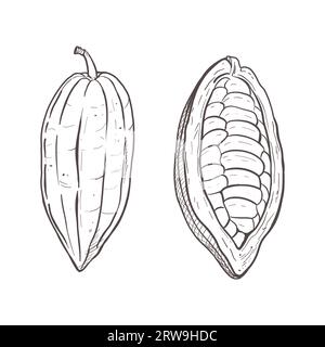 Vektor-Illustration von geschälten und ungeschälten Kakaobohnen. Sie können Samen sehen. Schwarze Umrandung der Pods, grafische Zeichnung. Für Postkarten, Design und Stock Vektor